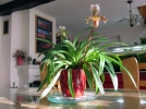 Plantes d'intrieur et lumire