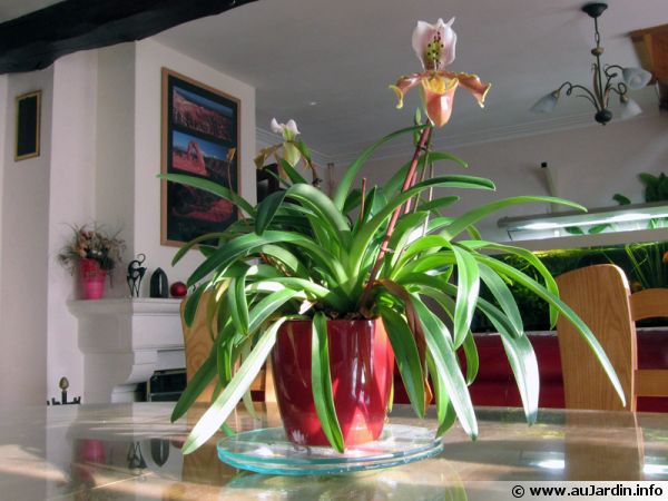 Suspension avec des orchidées dans une véranda en exposition nord sans soleil direct