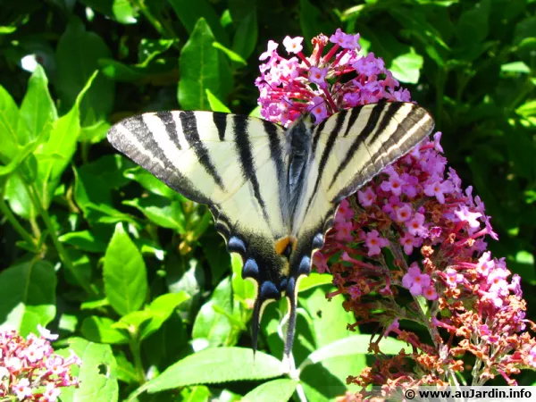 Le Flambé (Iphiclides podalirius)