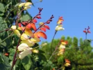 Plumes d'indien, Ipomoea lobata, Mina lobata