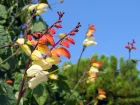 Plumes d'indien, Ipomoea lobata, Mina lobata