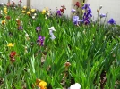 Des iris au jardin