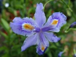 Iris bambou, Iris confusa