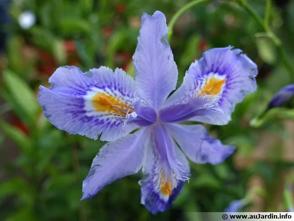 Iris bambou, Iris confusa