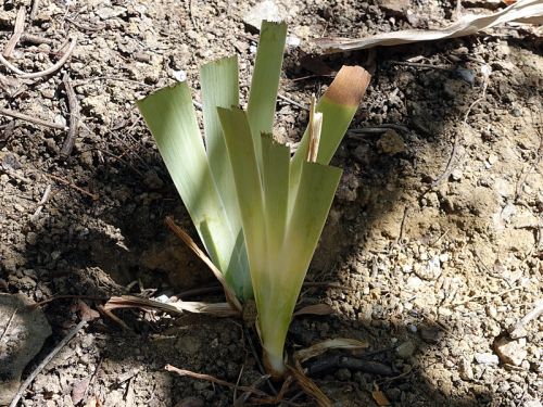 Comment conserver les rhizomes d'iris ?