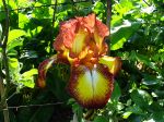 Iris germanica 'Spreckles'