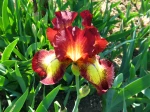 Iris des jardins