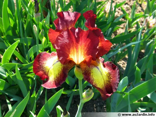 Iris des jardins