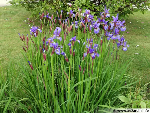 Iris de Sibrie, Iris sibirica