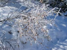 Quand le froid fait des d�g�ts�
