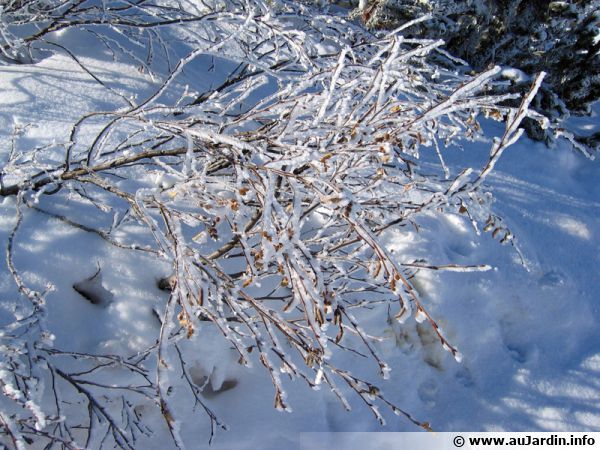 Les végétaux sous la neige