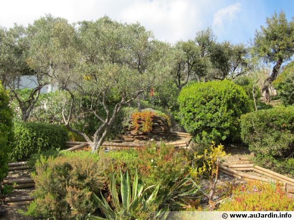 Un jardin méditerranéen avec oliviers, lavandes, arbousiers, ...