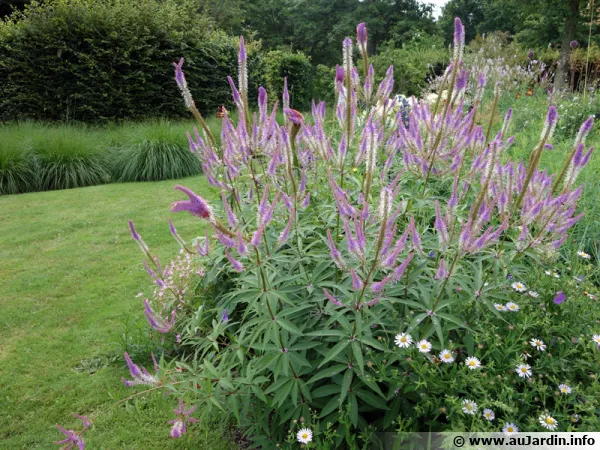 De beaux massifs de plantes pour un beau jardin