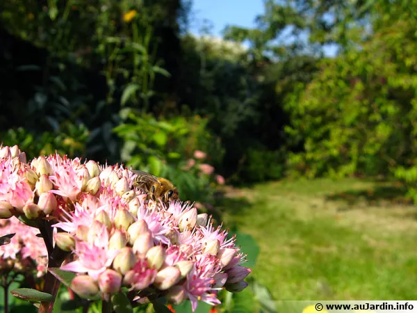 Un jardin naturel et sa biodiversit