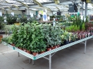Grer les plantes au retour de la jardinerie