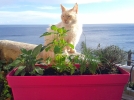 Des aromatiques au balcon