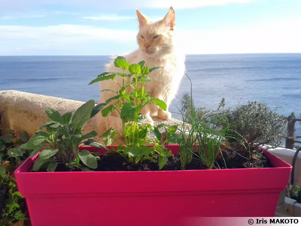 Une jardinière d'aromatiques sous surveillance