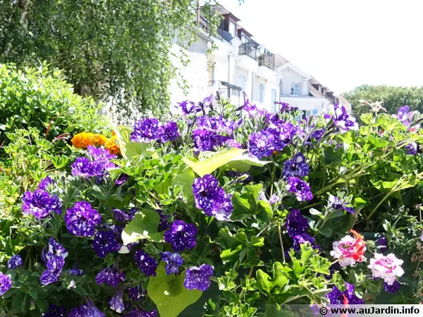 De l'engrais à libération lente pour une belle jardinière tout l'été