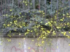 Jasmin d'hiver, Jasminum nudiflorum