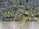 Jasmin d'hiver, Jasminum Nudiflorum