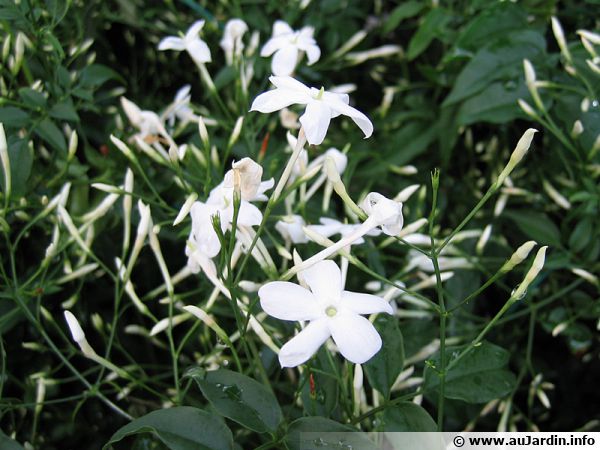 Jasminum polyanthum, une floraison blanche délicatement parfumée
