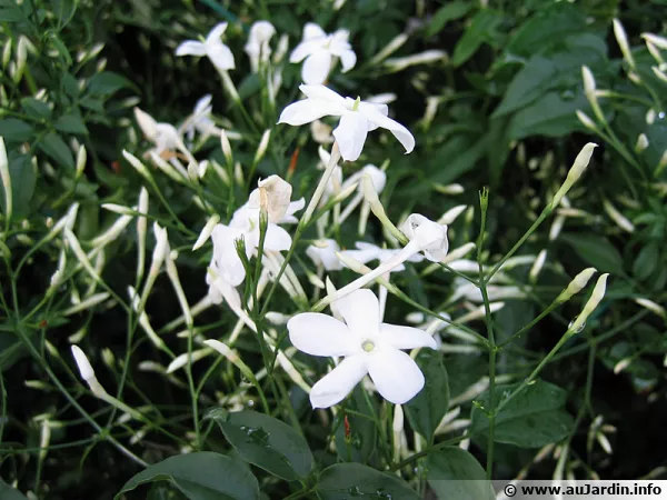 Jasminum polyanthum, une floraison blanche délicatement parfumée