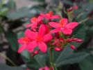 Jatropha fleur, Jatropha �pic�, Pignon d'inde, Jatropha integerrima