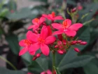 Jatropha fleur, Jatropha pic, Pignon d'inde, Jatropha integerrima
