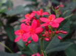 Jatropha fleur, Jatropha épicé, Pignon d'inde, Jatropha integerrima Jatropha fleur, Jatropha épicé, Pignon d'inde, Jatropha integerrima