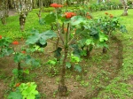Baobab nain, plante bouteille, Jatropha podagrica