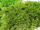 Genvrier sabine, Sabinier, Genvrier ftide, Juniperus sabina