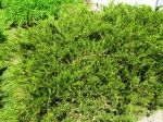 Genévrier sabine, Sabinier, Genévrier fétide, Juniperus sabina