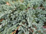 Genévrier écailleux, Juniperus squamata Genévrier écailleux, Juniperus squamata