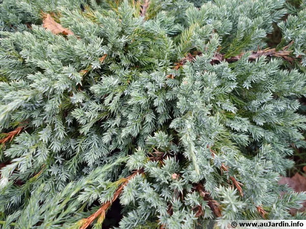 Genévrier écailleux, Juniperus squamata