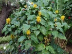 Jacobinia jaune, Justicia  fleurs jaunes, Carmantine, Justicia aurea