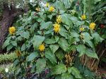 Jacobinia jaune, Justicia à fleurs jaunes, Carmantine, Justicia aurea