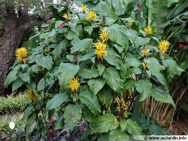 Jacobinia jaune, Justicia à fleurs jaunes, Carmantine, Justicia aurea :  planter, cultiver, multiplier