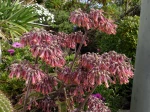 Kalanchoe daigremontania � la floraison tr�s spectaculaire en f�vrier dans une rocaille s�che