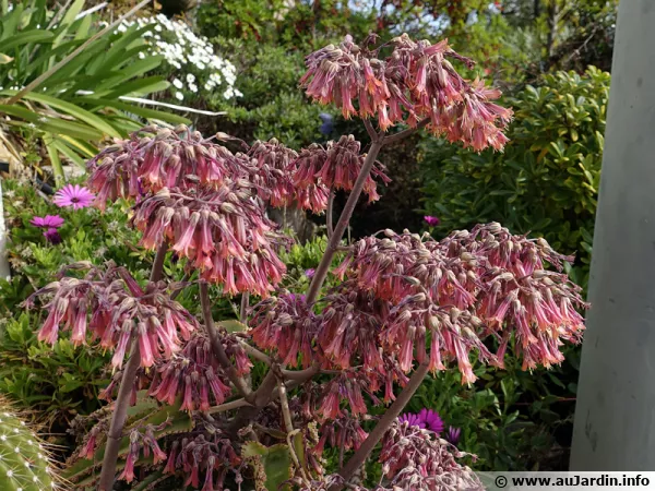 Kalanchoe daigremontania  la floraison trs spectaculaire en fvrier dans une rocaille sche