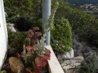 Kalancho luciae, Kalanchoe luciae
