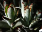 Kalancho tomenteux, Kalanchoe tomentosa