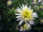 Aster japonais, Kalimeris pinnatifida