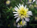 Aster japonais, Kalimeris pinnatifida 'Hortensis'
