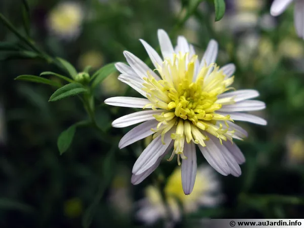 Aster japonais, Kalimeris pinnatifida 'Hortensis'