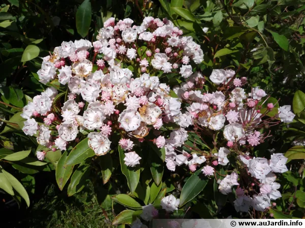 Le kalmia est un ami des plantes de terre de bruyère