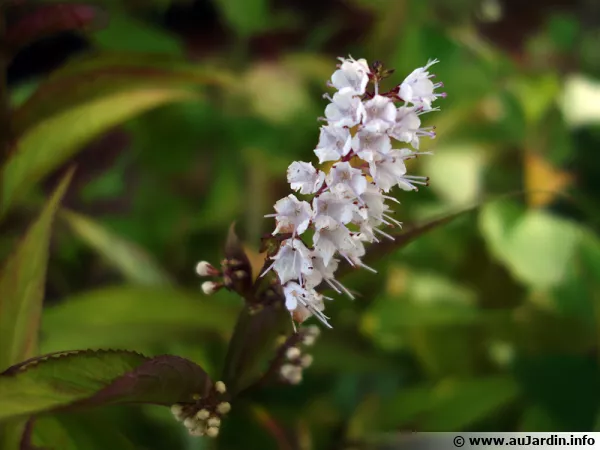 Collinsonia japonica, Keiskea japonica, Plante pilier de givre