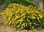 Kerria japonica