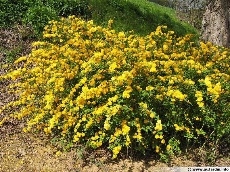 Corête du Japon, Kerria japonica planter, cultiver, multiplier