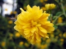 Corte du Japon, Kerria japonica