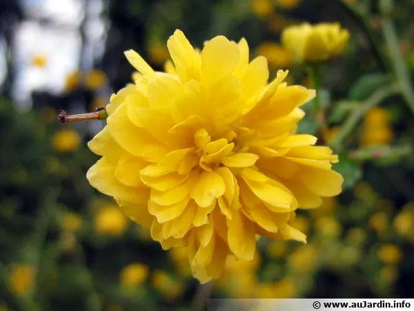 Fleur de la Corte du Japon